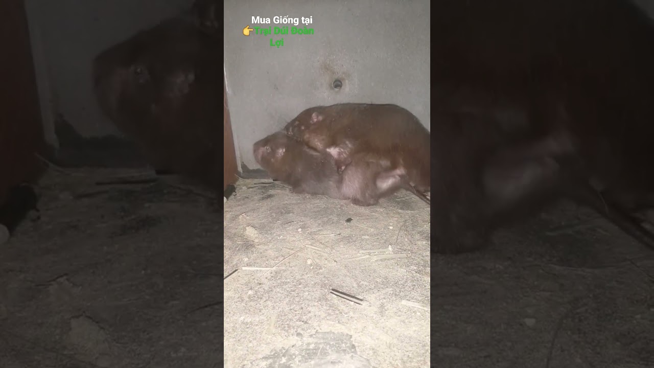 bamboo rats mating, Hamster #shorts