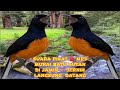 SUARA PIKAT MURAI BATU HUTAN 🔴 MP3 - 1 JAM