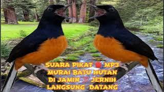 SUARA PIKAT MURAI BATU HUTAN 🔴 MP3 - 1 JAM