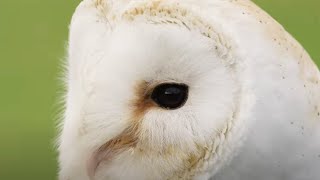 Saving an Iconic Bird of Prey | Wild Rescue | BBC Earth