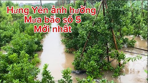 Quất cảnh Tết Hưng Yên ảnh hưởng của mưa bão số 5