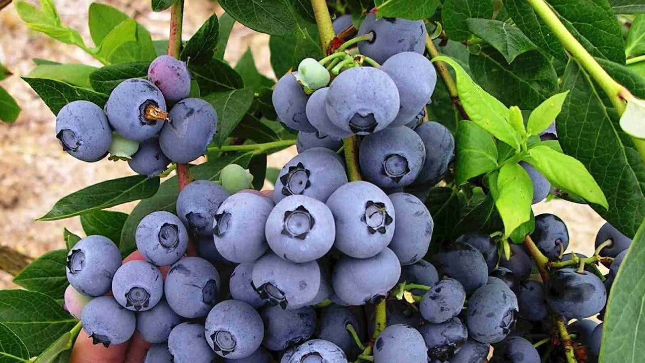 Новый способ выращивания черники – Как посадить и вырастить чернику?