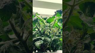 Witness The Blooming Of Cherry Tomato Flowers.