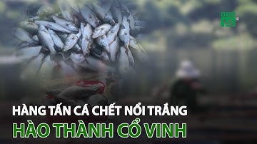 Hàng tấn cá c.h.ế.t nổi trắng hào thành cổ Vinh | VTC14
