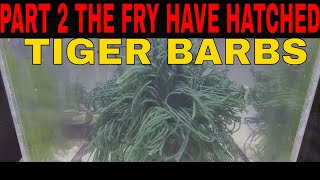 How To Breed Tiger Barbs Part 2