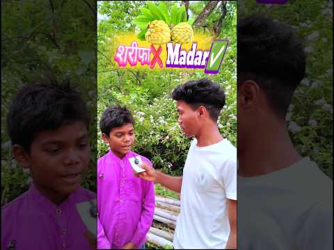 शरीफा❌ मादार ✅ | #comedyshorts #funnyreel #comedyvideos #hokalakar