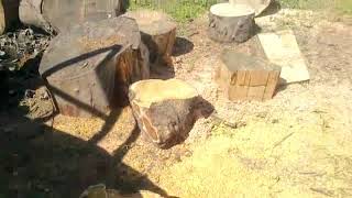 Αλυσοπρίονο Zomax Zm 6000 20 Ίντσες 4Hp-Newtools.gr