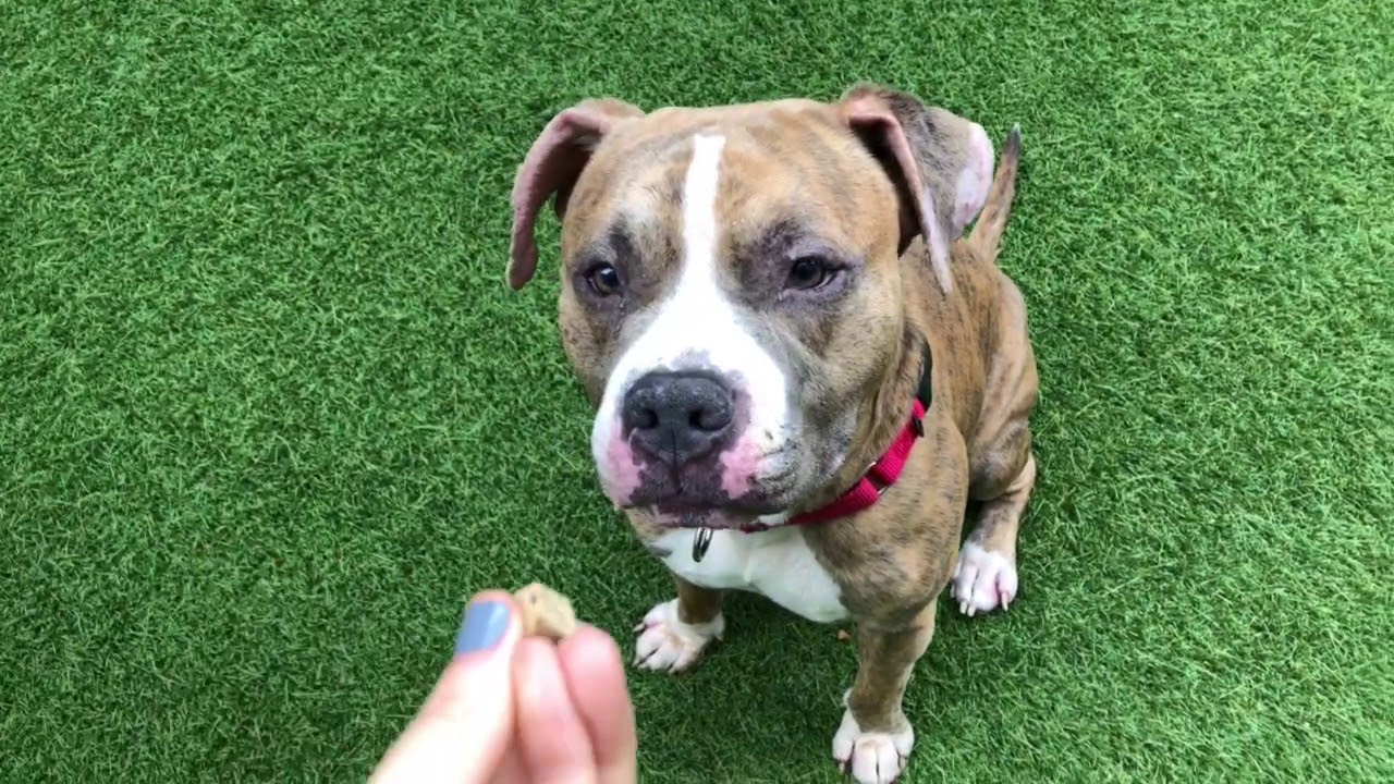 camera iphone 8 plus apk JUPITER 64527 is out of this world 💫 | NYCACC