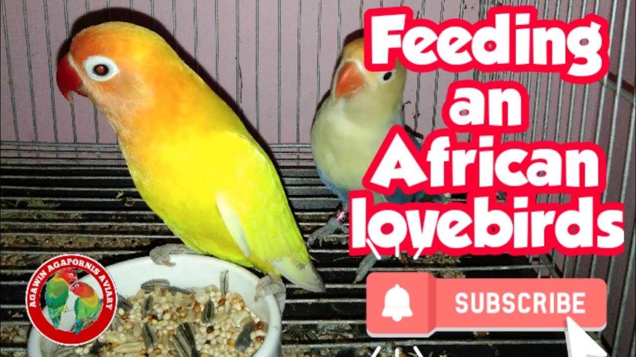 Feeding an African lovebirds YouTube