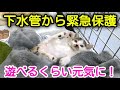 【四日目】子猫ちゃんの名前が決定！遊べるくらい元気になりました！