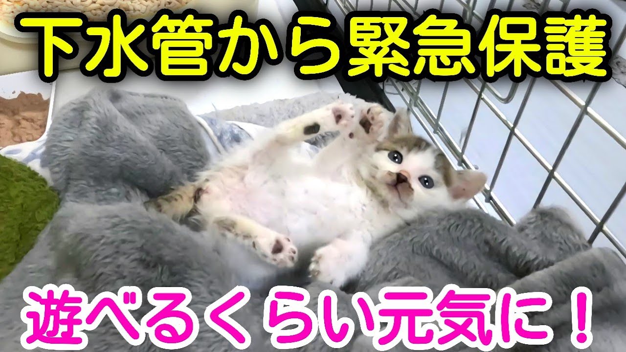【四日目】子猫ちゃんの名前が決定！遊べるくらい元気になりました！
