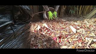 Complete Yard CleanUp Part 2