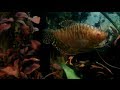 🐠Кусочек океана... Аквариумная жизнь / Peace of the Ocean... aquarium life