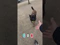 MALINOIS 29 GUN
