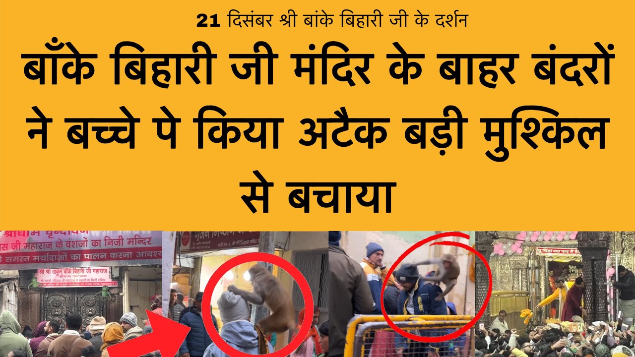 21 दिसंबर बांके बिहारी जी के मंदिर के बाहर बन्दर कर रहे जान लेवा अटैक Banke Bihari ji Vrindavan