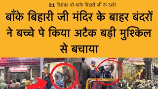 Download Lagu 21 दिसंबर बांके बिहारी जी के मंदिर के बाहर बन्दर कर रहे जान लेवा अटैक Banke Bihari ji Vrindavan MP3