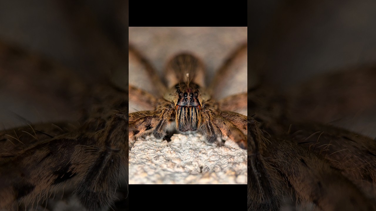 Araña vagabunda atigrada, según Inaturalist. #arañas #macrophotography ...