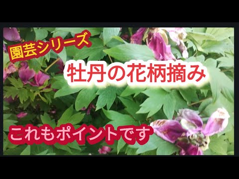 牡丹の花がら摘み、やってはいけない3つの間違いと正しい方法
