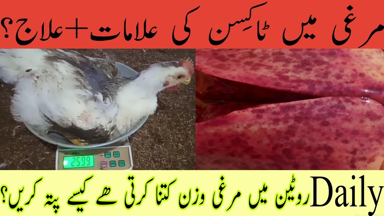 Symptoms of Disease in Chickens(Toxins)and Treatment and How to see the daily Weight of the Chicken