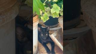 😾Cat's Relaxing Part-6 #shorts #youtubeshorts #trending #cat #cats #catshorts #catvideos #relax