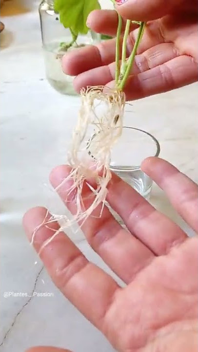 GERANIUM PROPAGATION