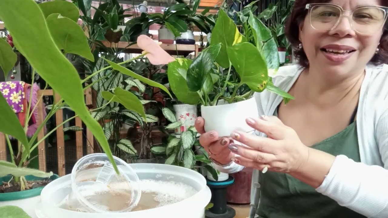 Abono mis orquídeas anturios 🌷🌿