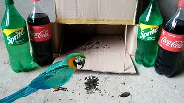 Experiment: Parrot Trap Using Card Board Box with Coca Cola and Sprite