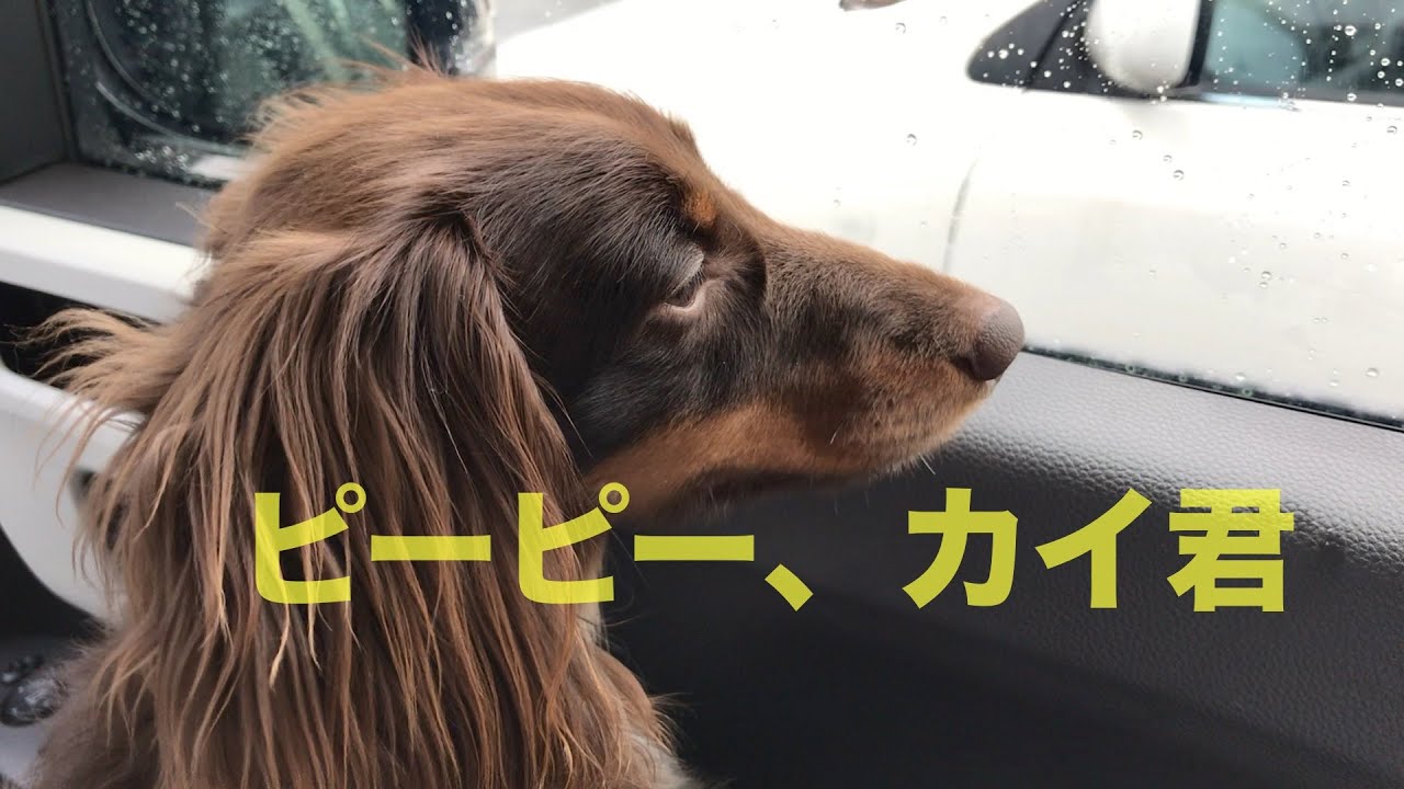 ミニチュアダックス ピーピー泣く 甘えん坊ワンコ Youtube