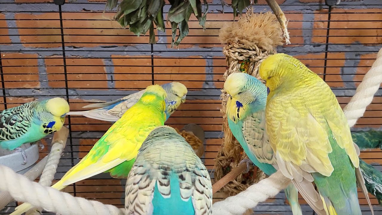 7 hours of budgie sounds for pet parakeets to make them happy