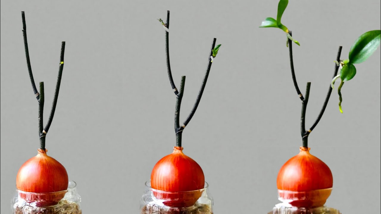 Удивительный лук! Орхидея тут же проросла на ветке и цвела бесконечно.