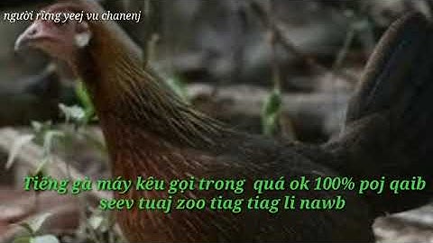 Tiếng gà mái kêu gọi trong  cực kỳ hai gọi lúc nào có poj qaib seev tuaj zoo heev tiag li