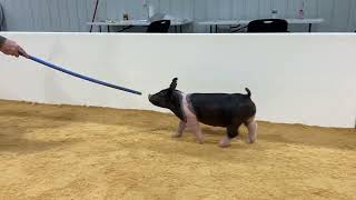 61-8 x boar