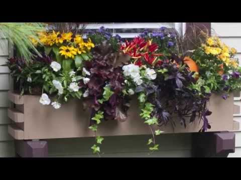 Window Boxes Planting Tips