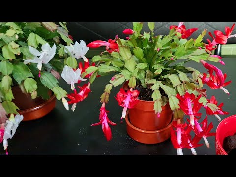 Video: Cum să ai grijă de florile de amaryllis (cu imagini)