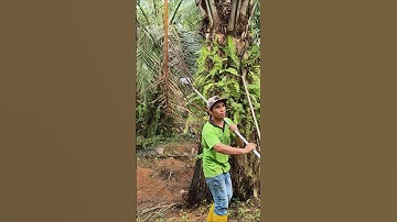 Malaysia oil palm harvesting #youtube #shortvideo #malaysia #palmoil #fruit #new #viralvideo