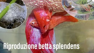 La RIPRODUZIONE del BETTA SPLENDENS