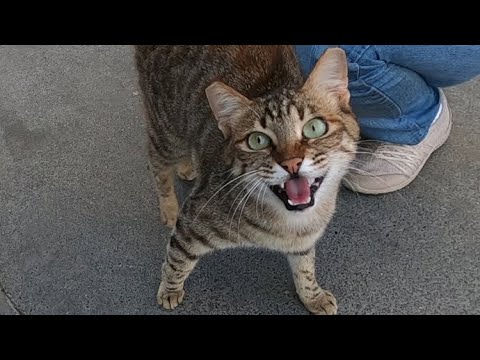 Video: Kapag Ang Meowing Ng Cat Ay Nagpapahiwatig Ng Isang Suliraning Medikal