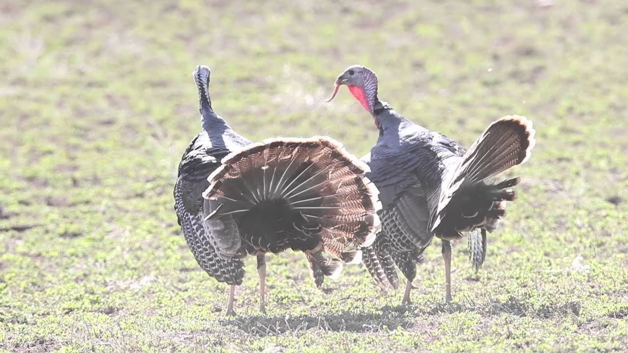 Wild Turkey Fight YouTube