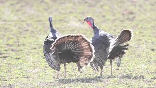 Wild Turkey Fight  -  RobsWildlife.com