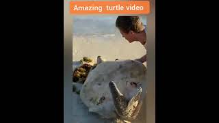 Amazing Video In Turtle Megli Facts