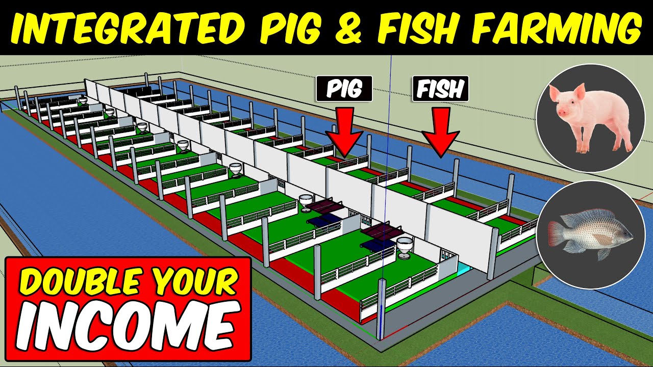 Integrated PIG and FISH Farming Integrated Farming