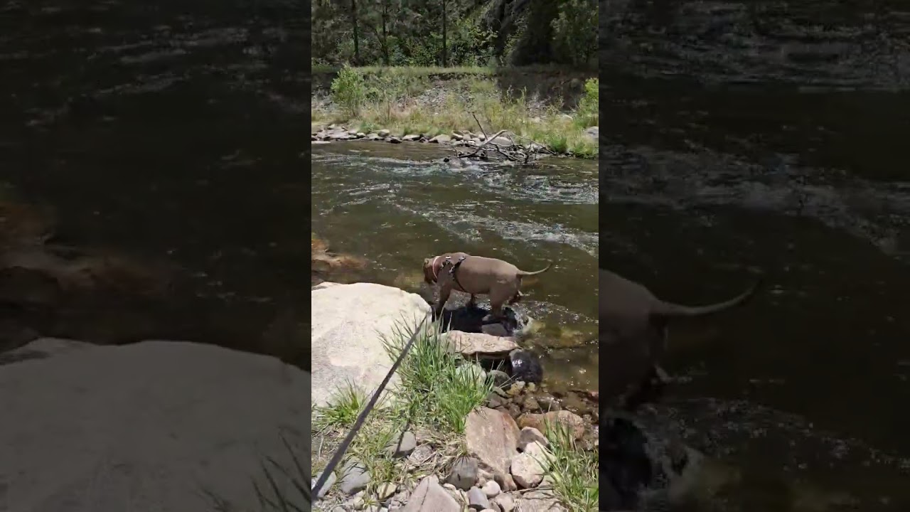 Kermit Loves to Walk the Line Down the River Shorr