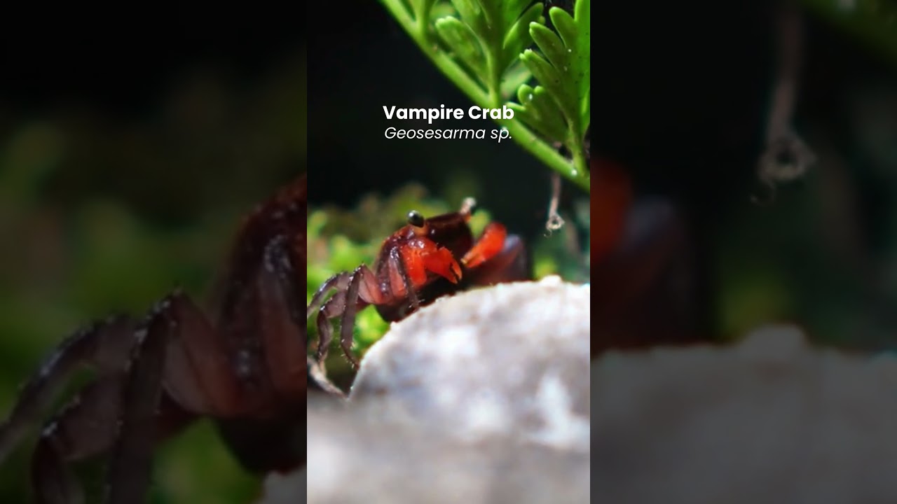 Meet our newest additions at bugpets.co.uk - Vampire crabs! 🦀