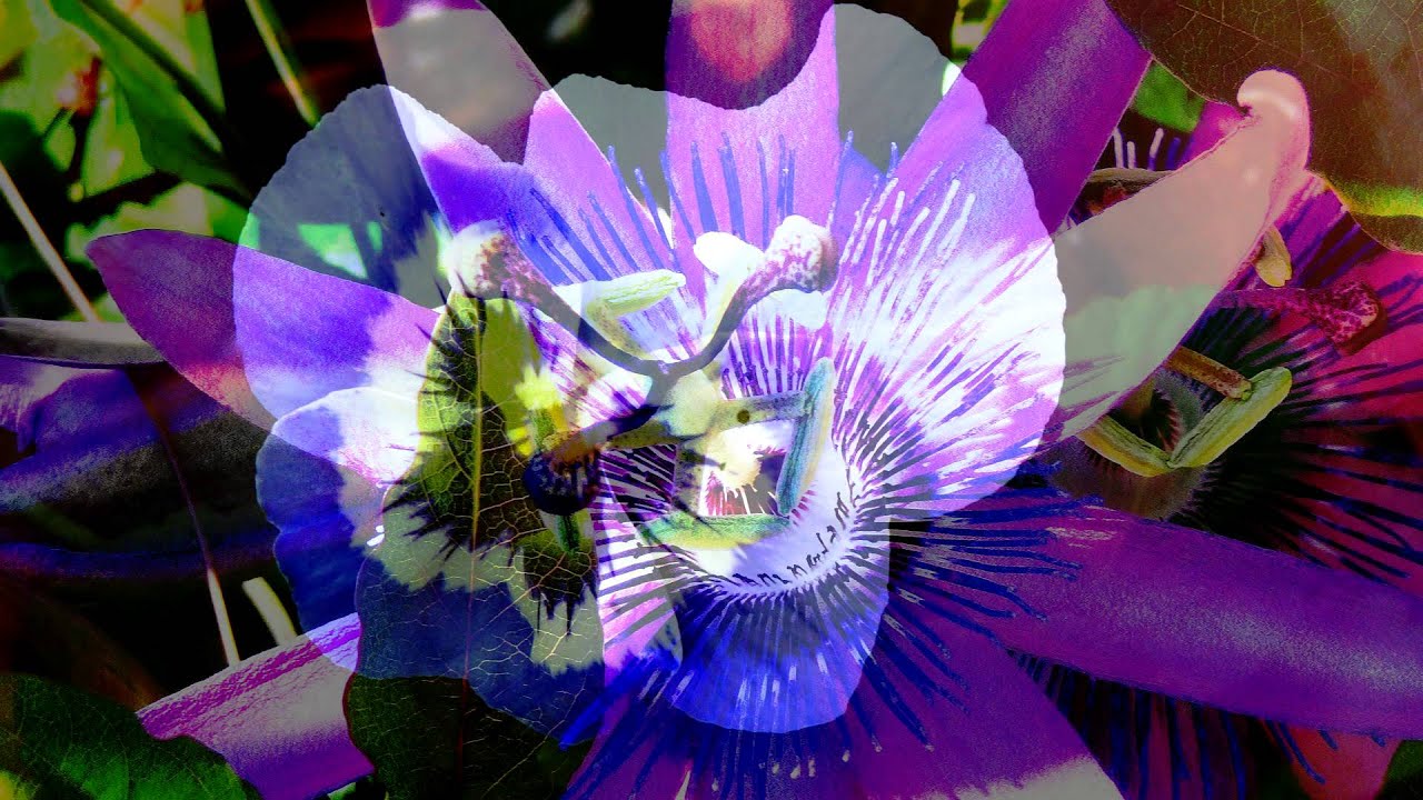 HERITAGE FILES-khayal maihar instruments tradition-pt.ravishankar-raag zila kafi