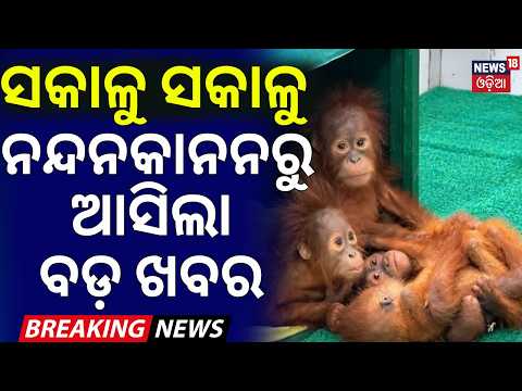 ସକାଳୁ ନନ୍ଦନକାନନରୁ ବଡ଼ ଖବର | Orangutan Babies Face Gas & Indigestion in Odisha | Orangutan In Odisha