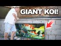 SECRET to Growing GIANT Koi (Hobbyist Tips &amp; Tricks)