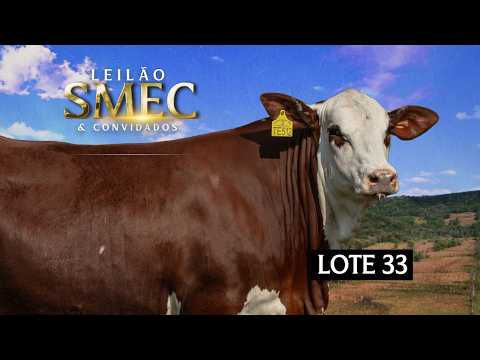 LOTE 33 - Novilha prenha - PANTERA TE512 G4 MAESTRO FIV 141 DA SMEC