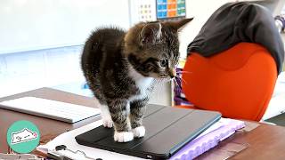 Tabby Cat Runs The School And Greets Teachers Every Day | Cuddle Buddies