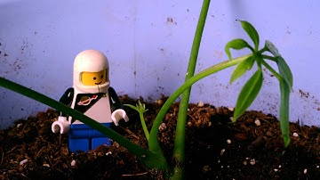 4K Macro Test Time Lapse