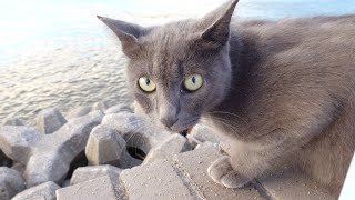 【猫集会】猫達が夕暮れの海を見るためにゾロゾロと集まってきた